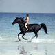 Illustration for article titled iThe Black Stallion/i is one of the most gorgeous family films ever made